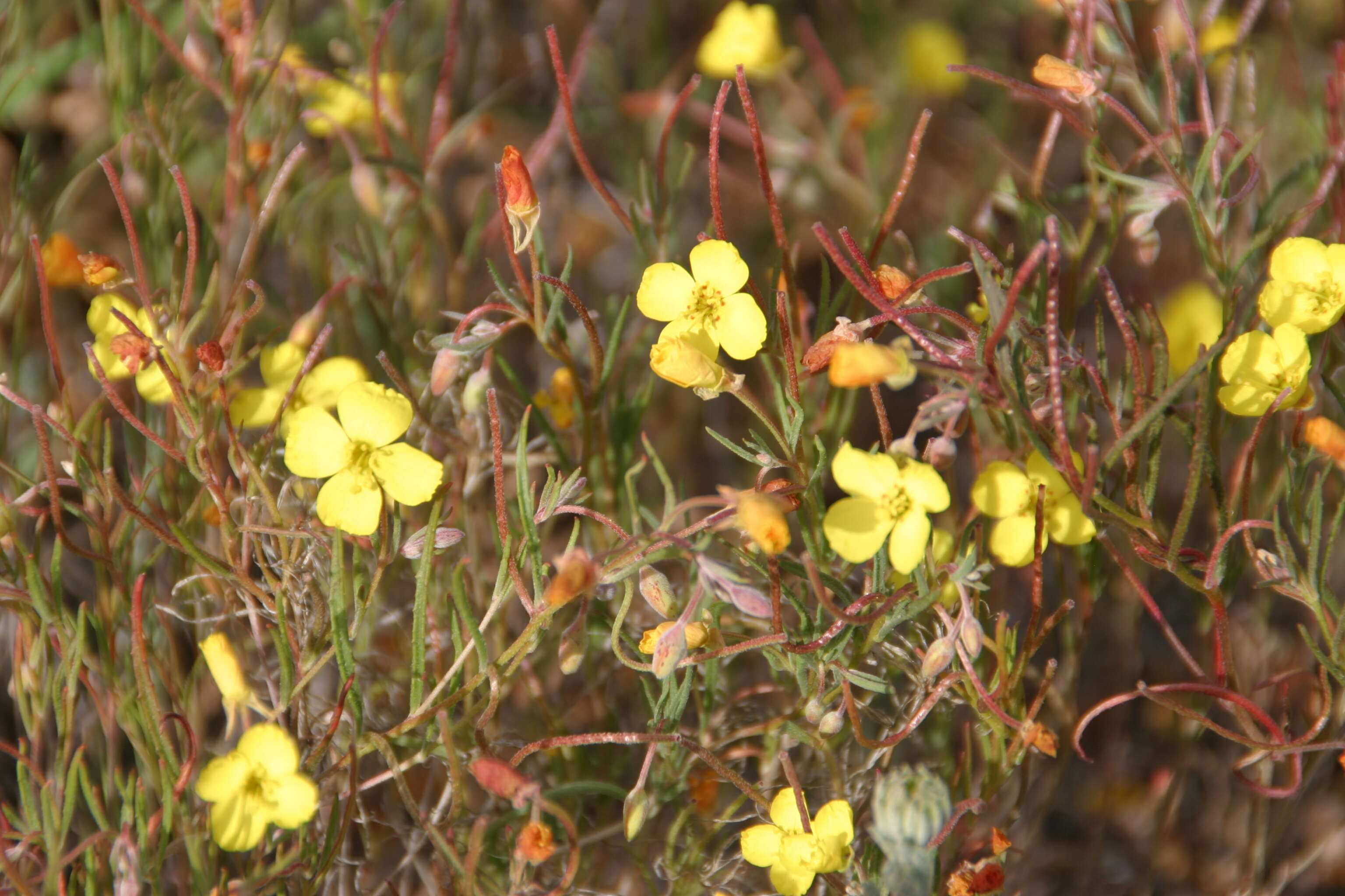 Imagem de Camissonia campestris (Greene) Raven