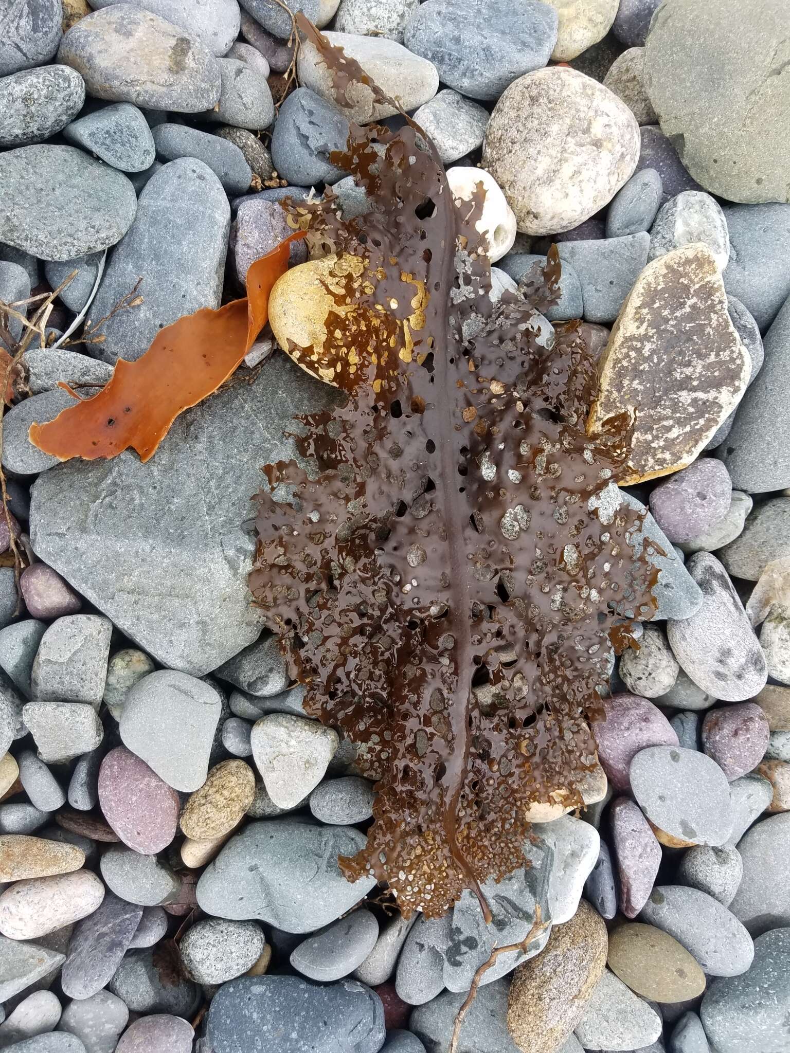 Image of Agarum clathratum