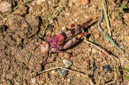 Trimerotropis californica Bruner & L. 1889 resmi