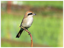 Image of Brown Shrike