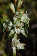 Plancia ëd Chloraea piquichen (Lam.) Lindl.