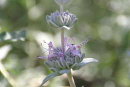 Imagem de Salvia leucophylla Greene