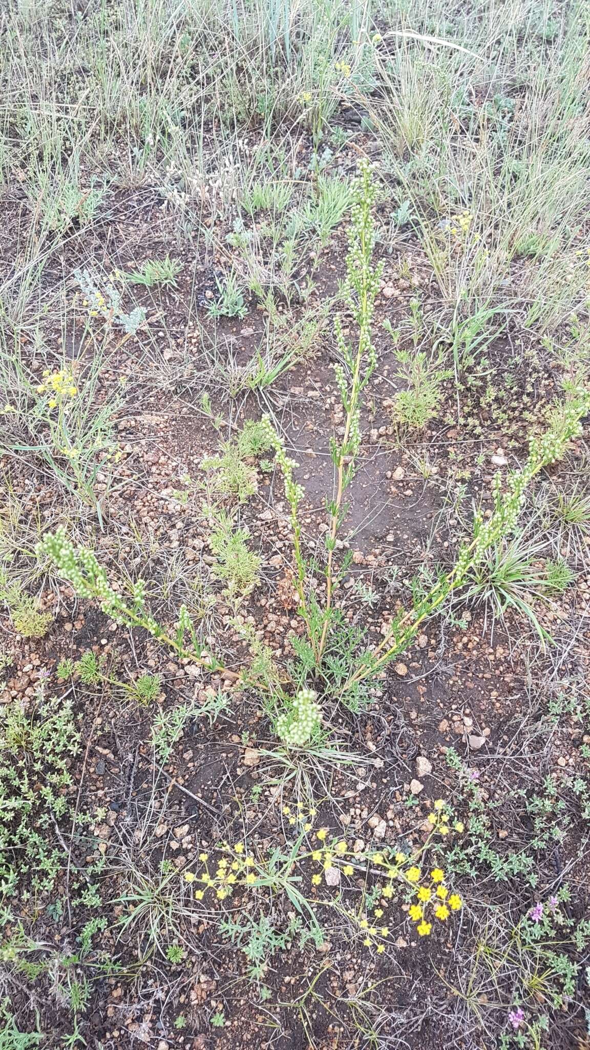 Image de Artemisia pubescens Ledeb.