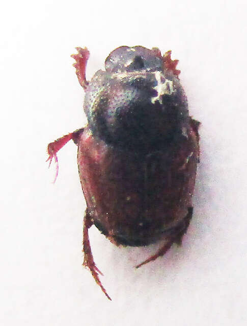 Image of Onthophagus pullus Roth 1851