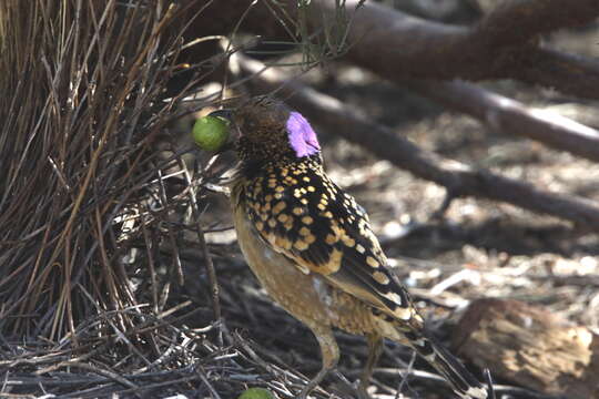 Image of Western Bowerbird