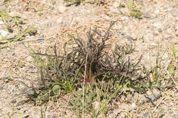 Image de Cirsium pendulum Fisch. ex DC.