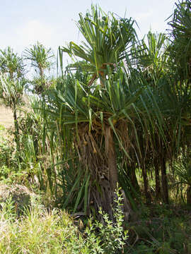 Image of Pandanus variabilis Martelli