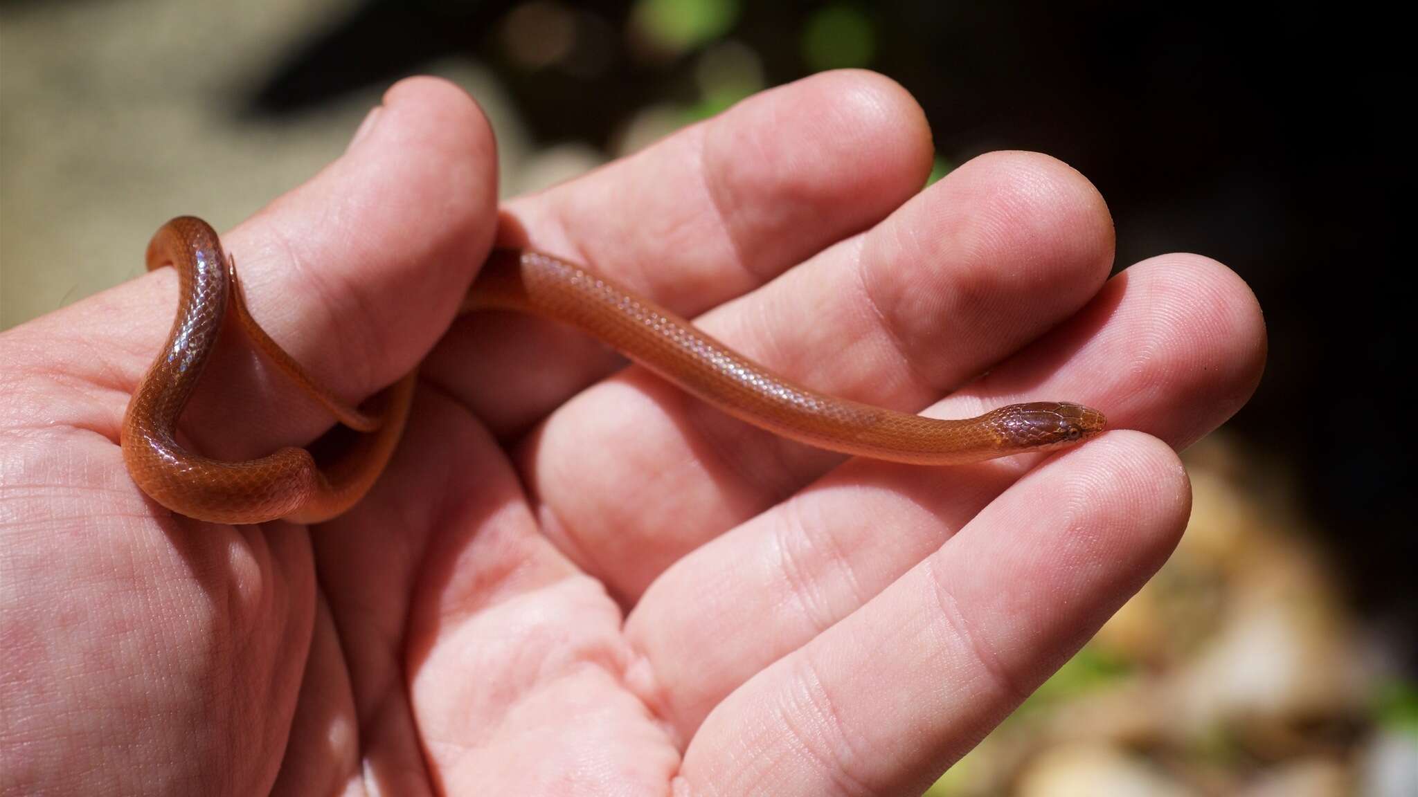 Image of Pine Woods Littersnake