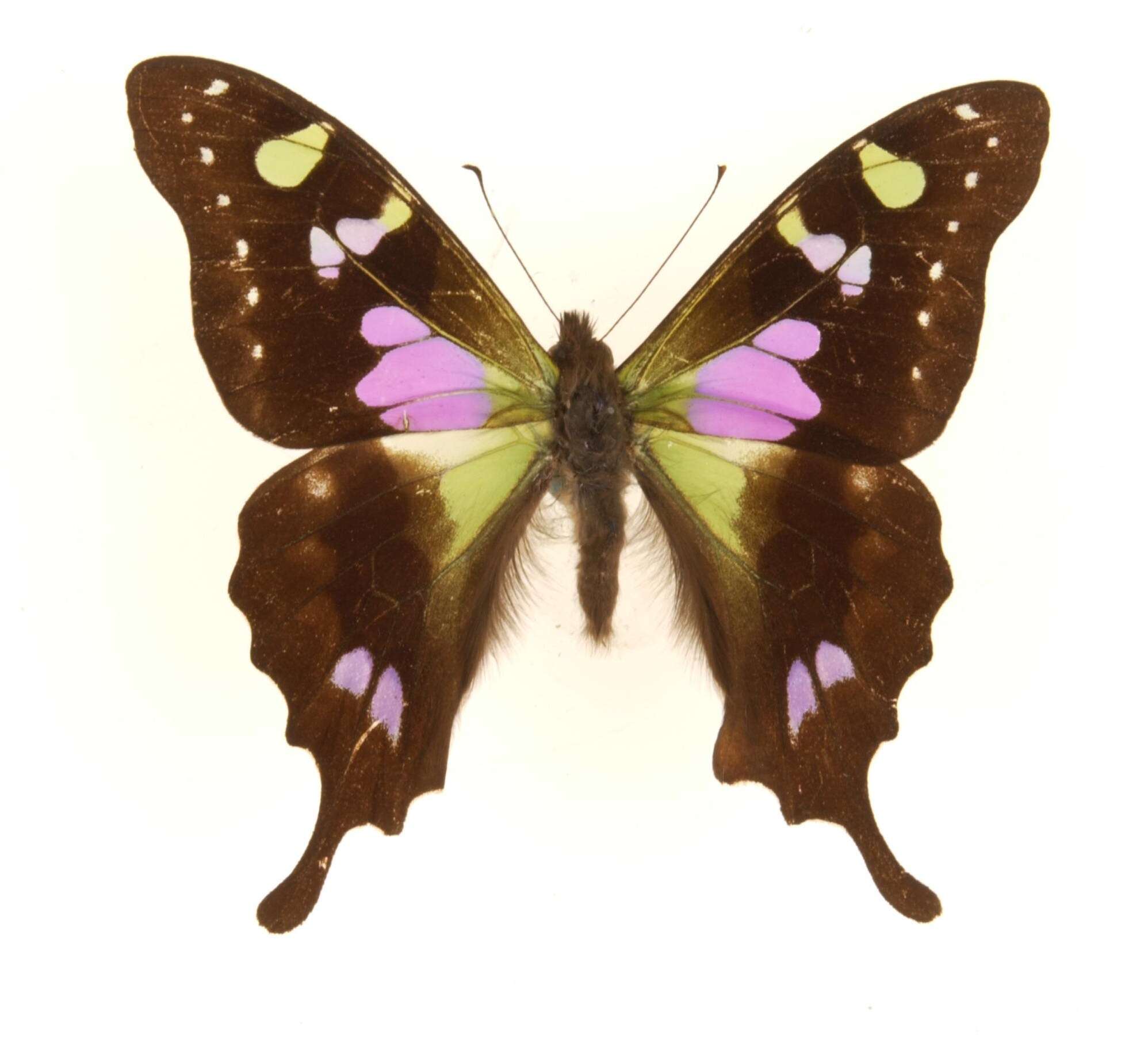 Image of Purple Spotted Swallowtail