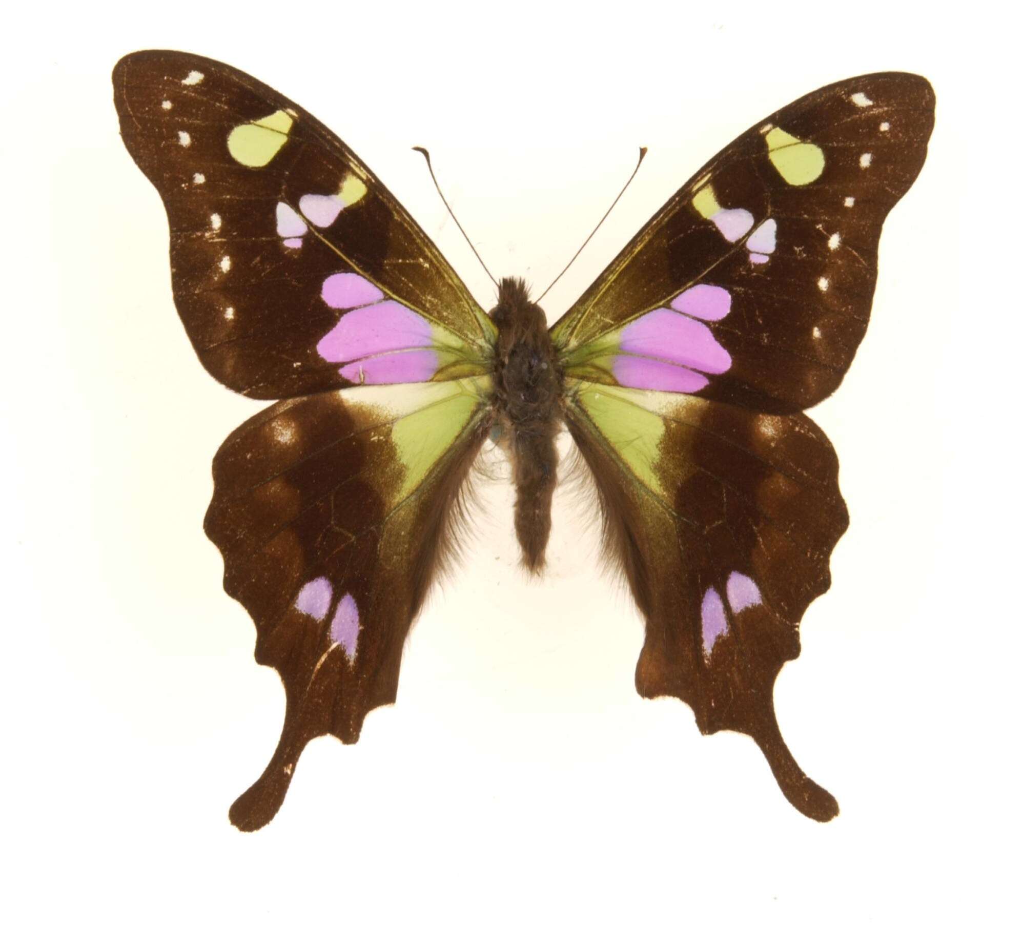 Image of Graphium weiskei (Ribbe 1900)