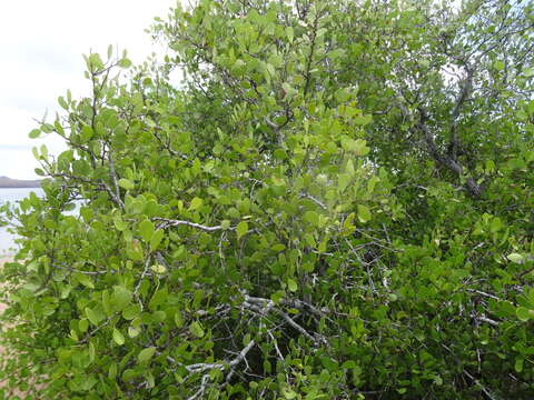 Image of White Mangroves