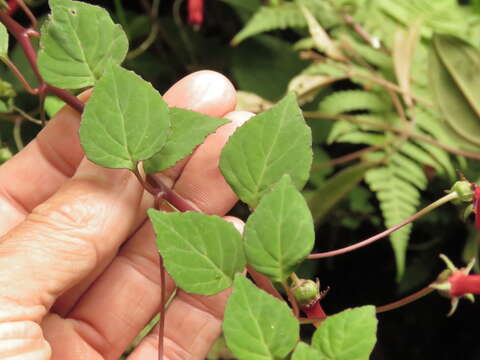 Image of Centropogon cordifolius Benth.