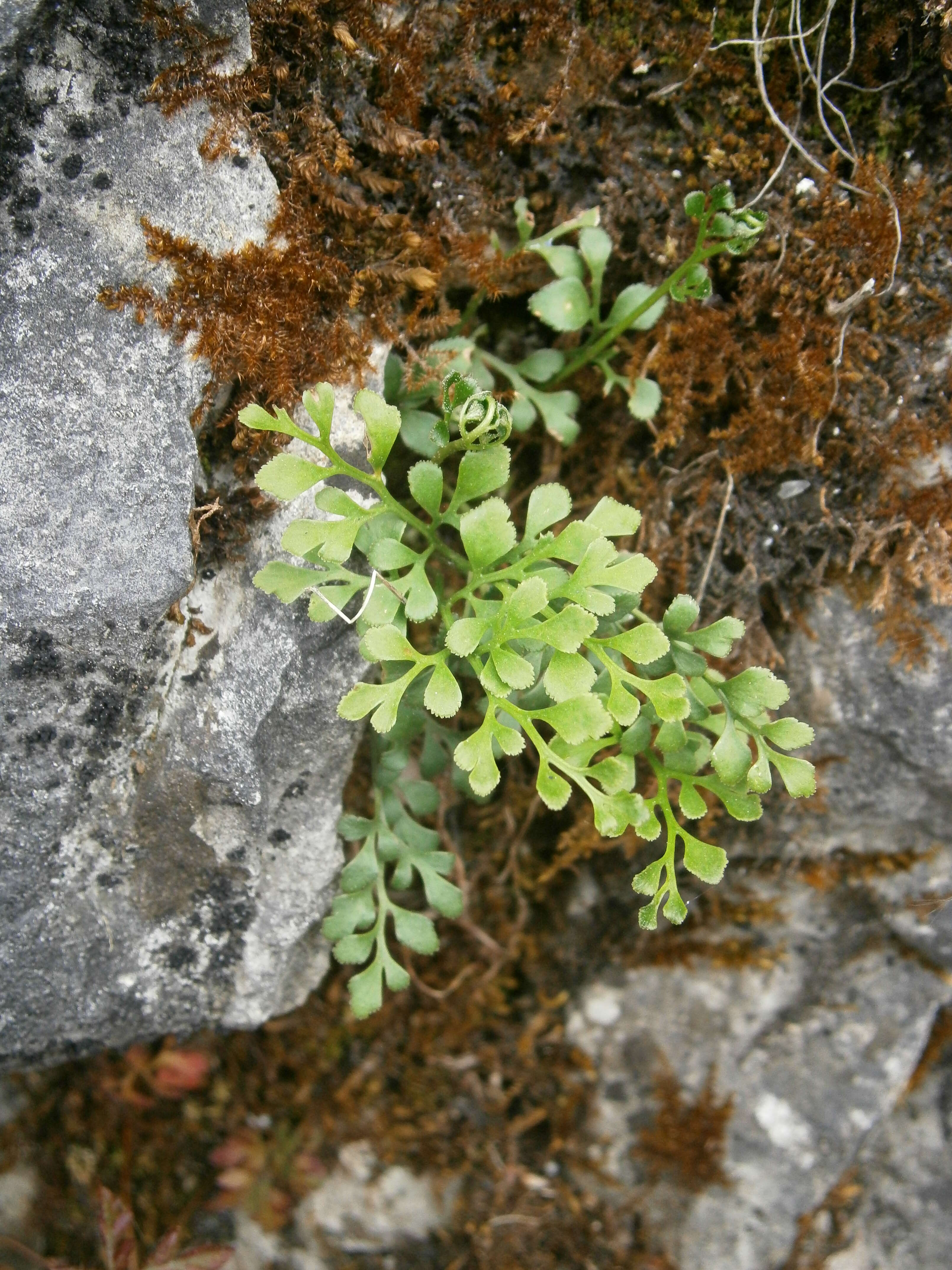 Image of Wall-rue