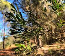 Imagem de Acacia fimbriata A. Cunn. ex G. Don