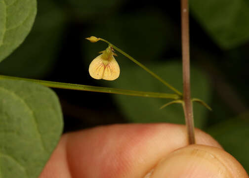 Imagem de Rhynchosia minima var. minima