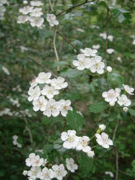 Image of Midland Hawthorn