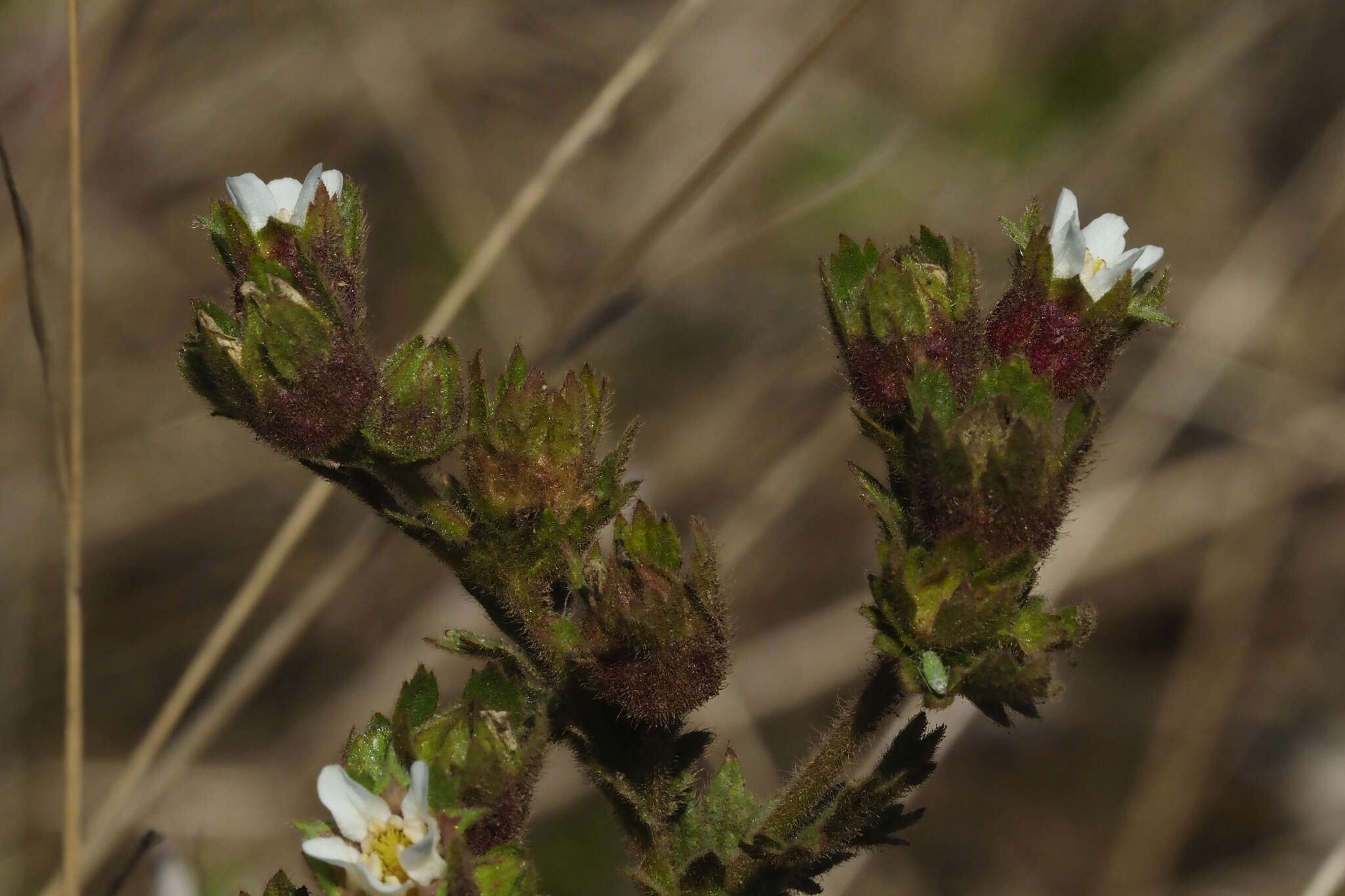 Слика од Horkelia californica Cham. & Schltdl.