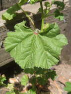 Image of common mallow