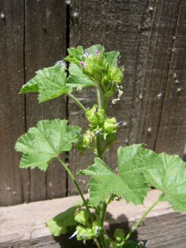 Image of common mallow