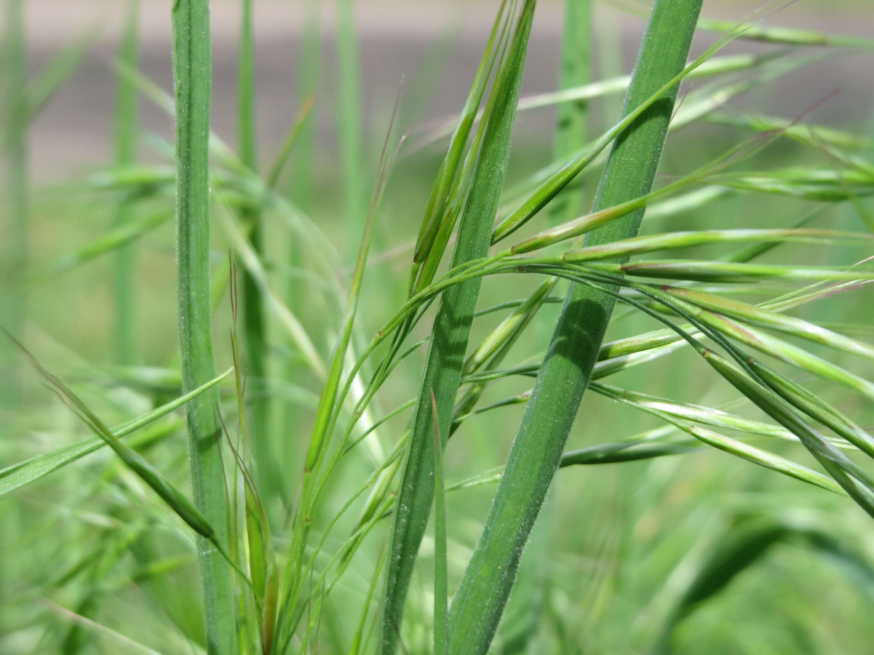 Image of Barren Brome