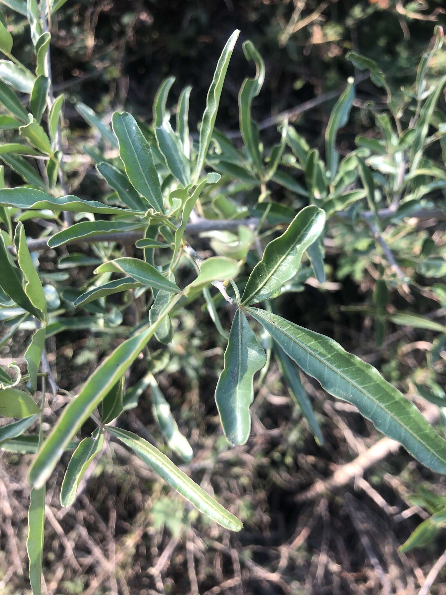 Image of Searsia gueinzii (Sond.) F. A. Barkley