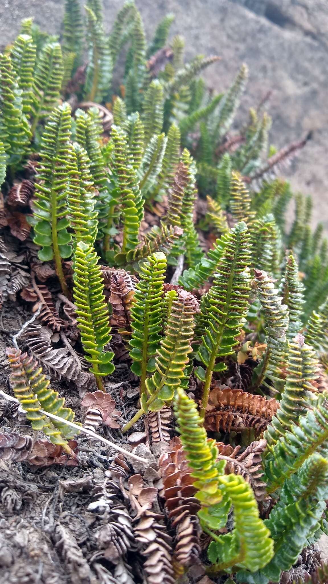 Image of Polystichum andinum Phil.