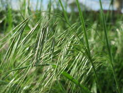 Image of Barren Brome