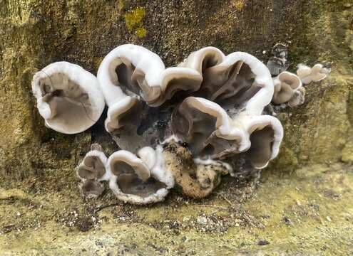 Image of Auricularia brasiliana Y. C. Dai & F. Wu 2015