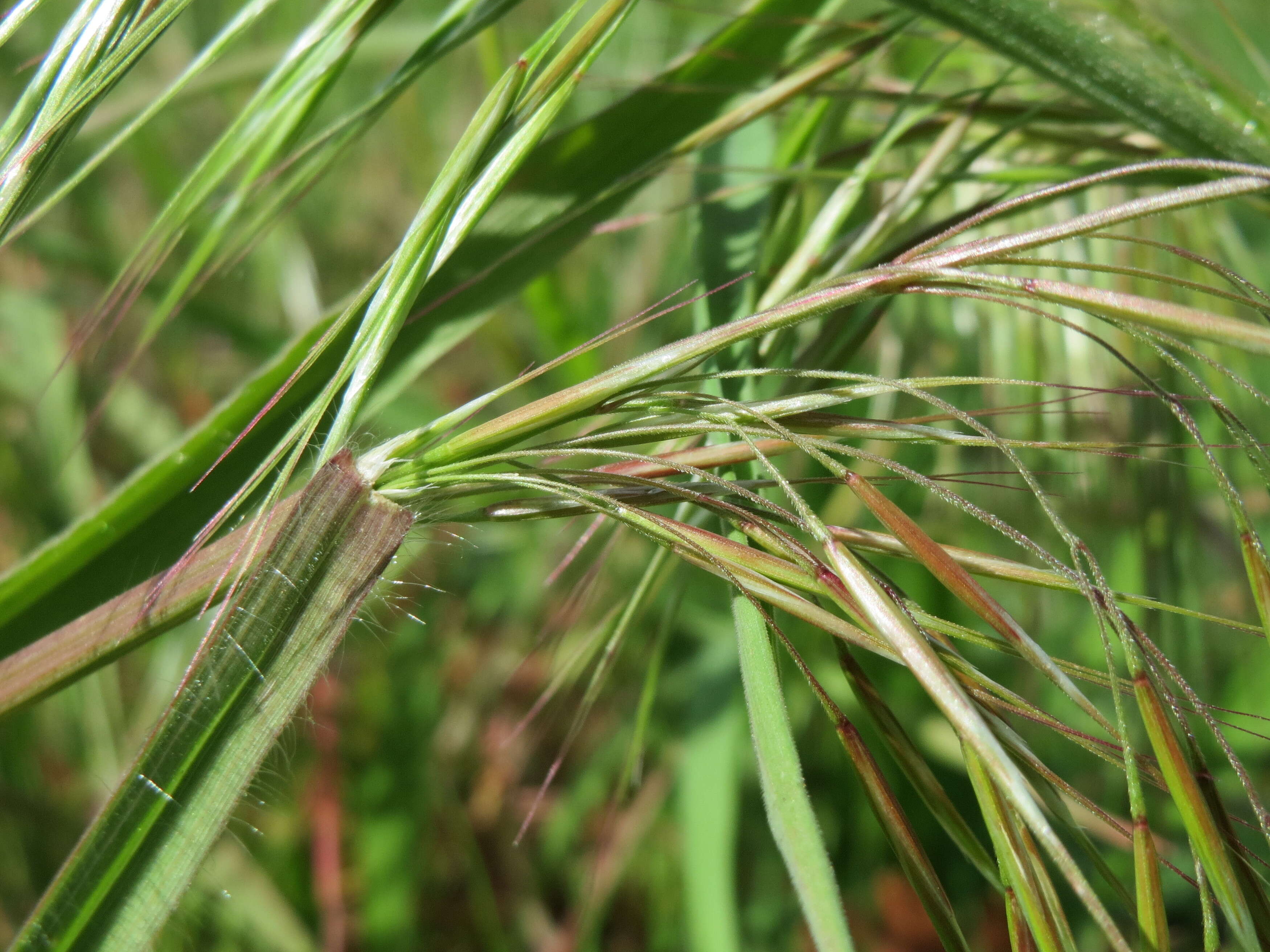 Image of Barren Brome