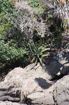 Image of Gasteria excelsa Baker