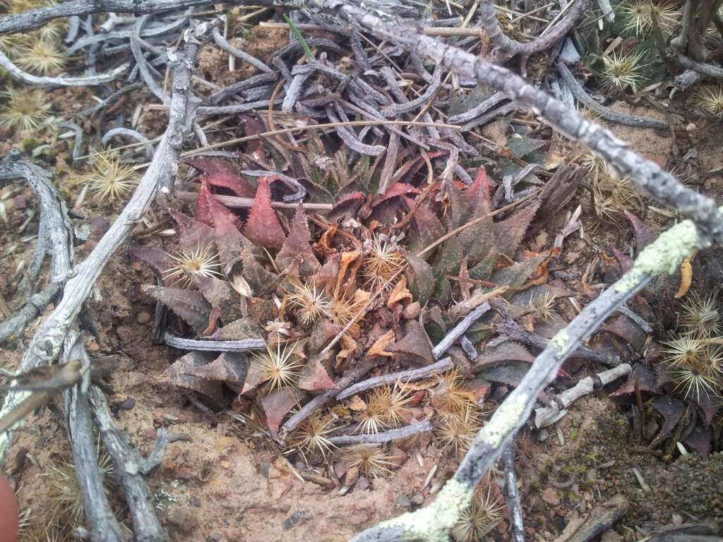 Image of Haworthia maraisii Poelln.