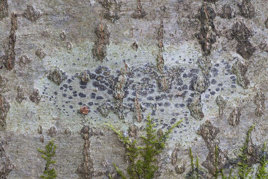 Image of arthothelium lichen