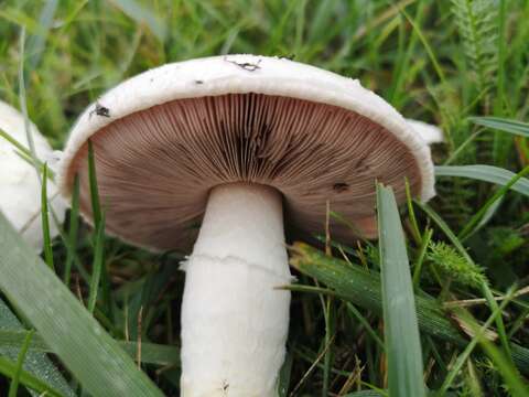 صورة Agaricus moellerianus Bon 1985