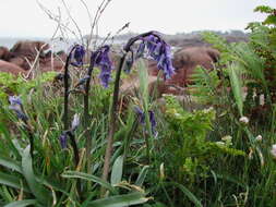 Image of Common Bluebell