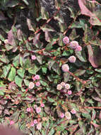 Imagem de Persicaria capitata (Buch.-Ham. ex D. Don) H. Gross