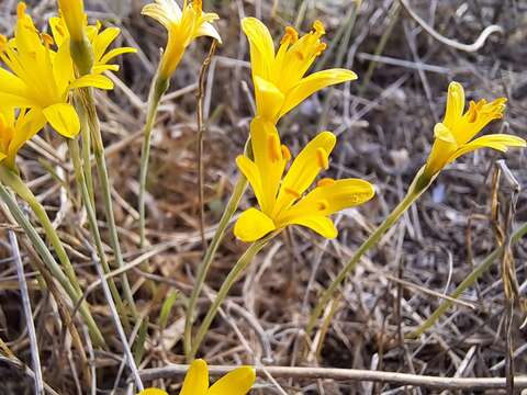 Image of Narcissus cavanillesii Barra & G. López