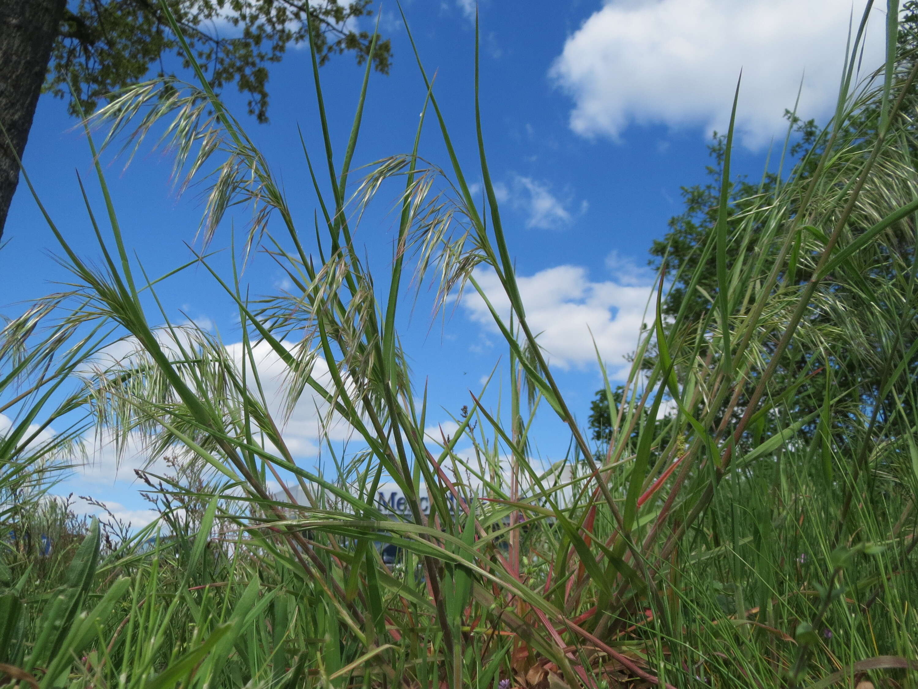 Imagem de Bromus sterilis L.