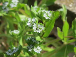 Image of Lewiston cornsalad