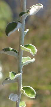 Plecostachys serpyllifolia (Berg.) O. M. Hilliard & B. L. Burtt的圖片