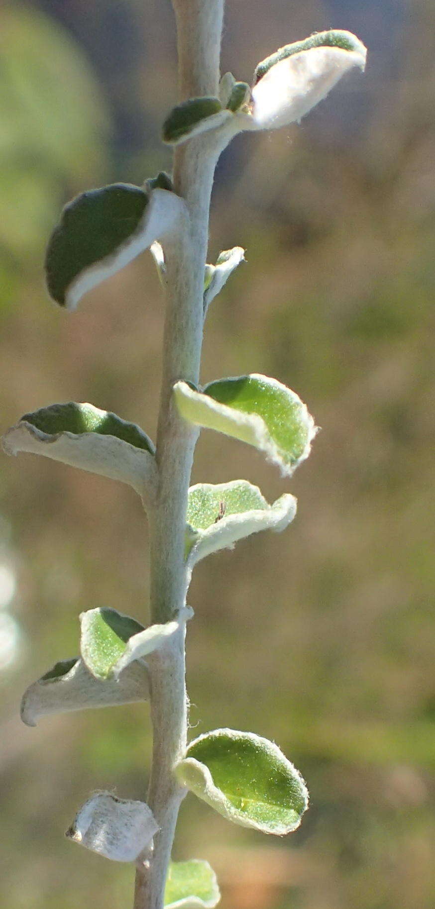 Слика од Plecostachys serpyllifolia (Berg.) O. M. Hilliard & B. L. Burtt