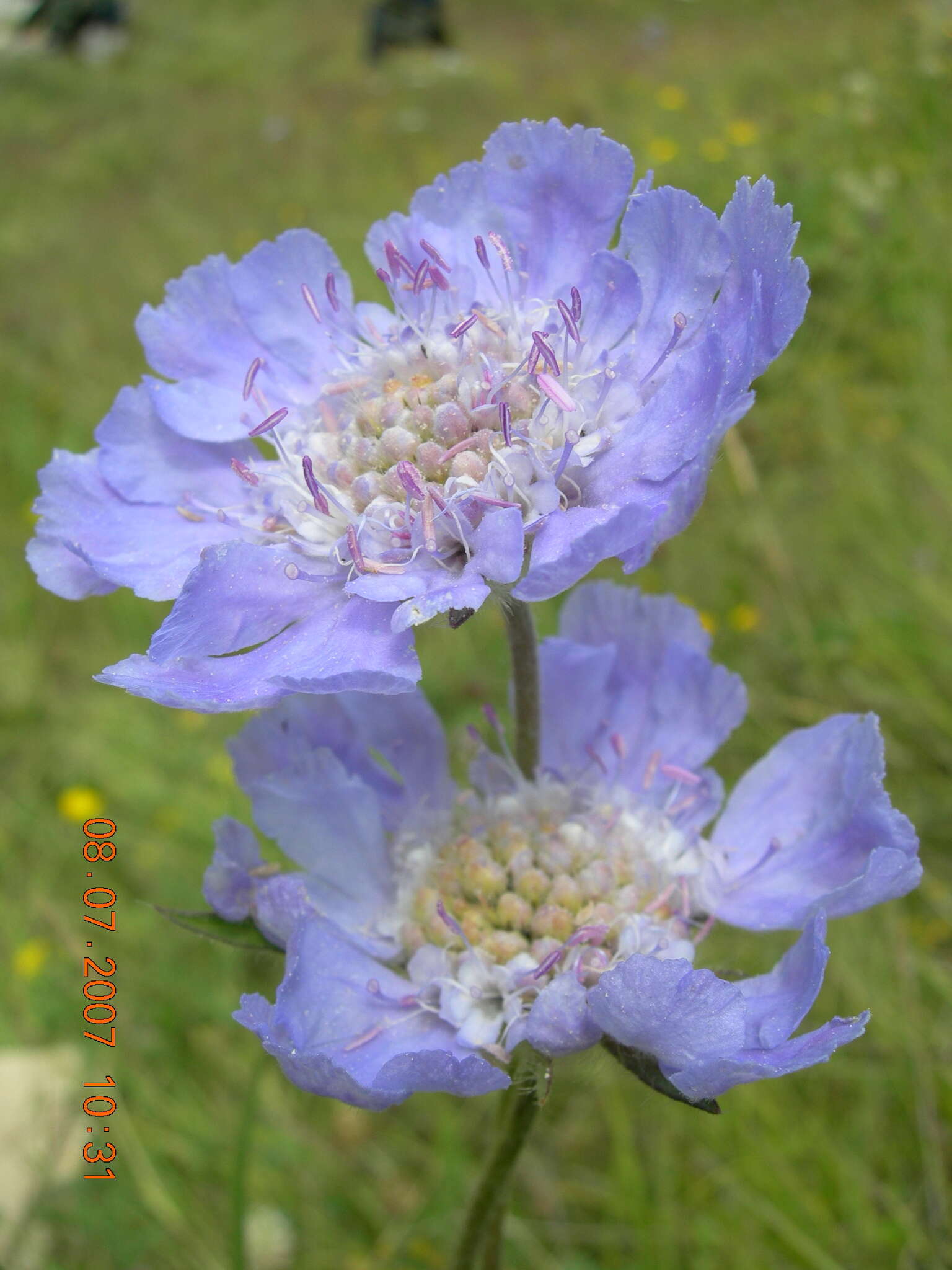 Image of Pincushion-flower