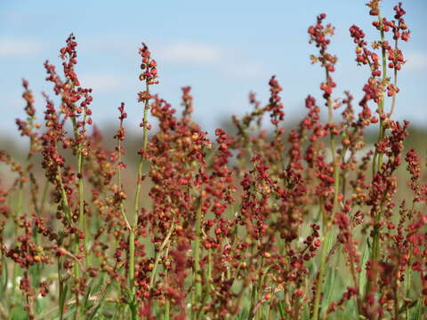 Image of Sheep's Sorrel