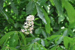 Imagem de Aesculus indica (Colebr. ex Cambess.) Hook.