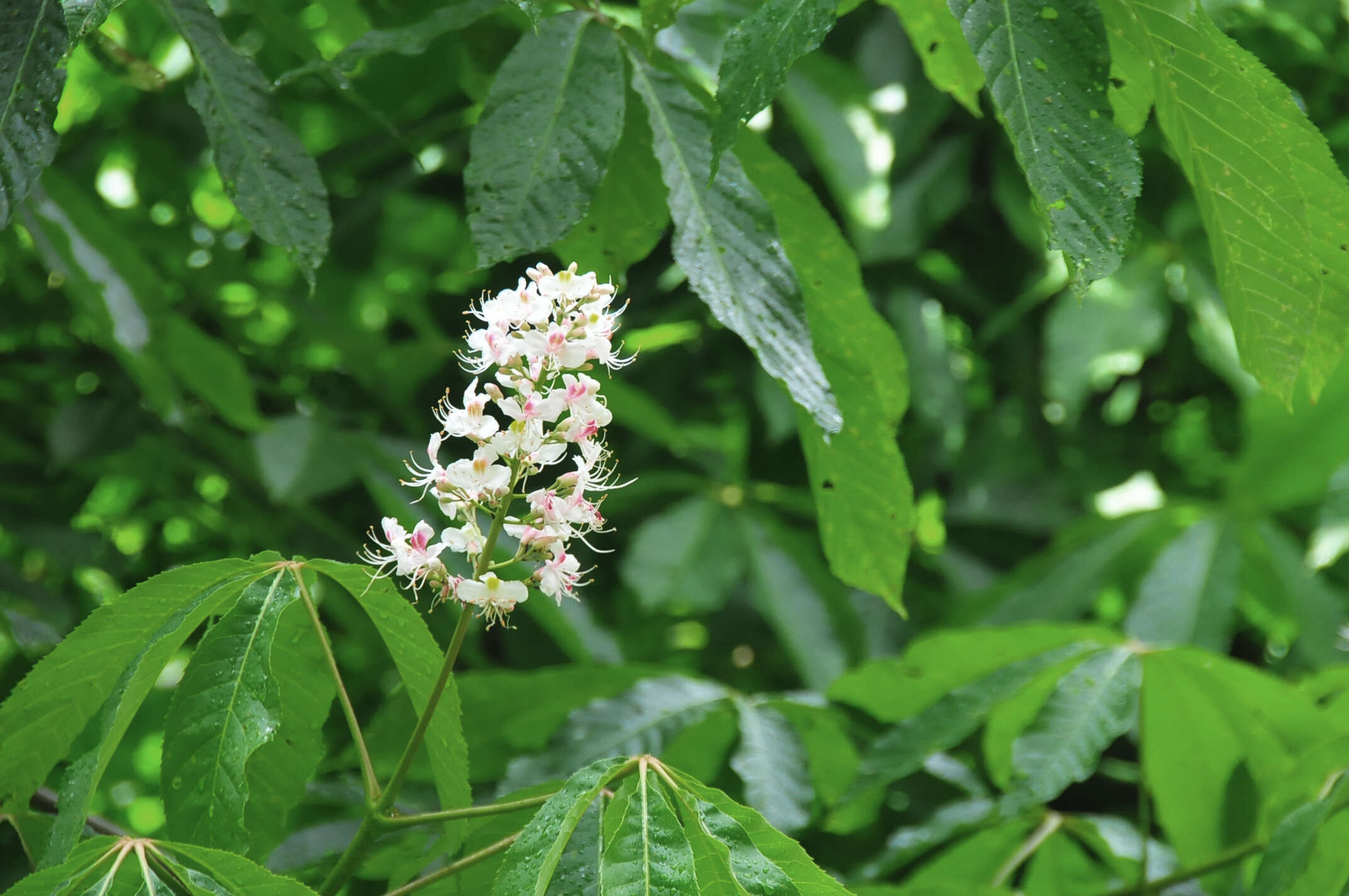 Imagem de Aesculus indica (Colebr. ex Cambess.) Hook.