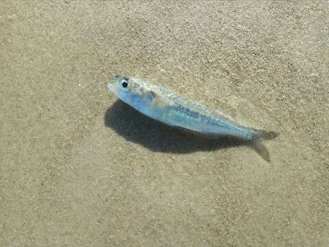 Image of Red Sea hardyhead silverside