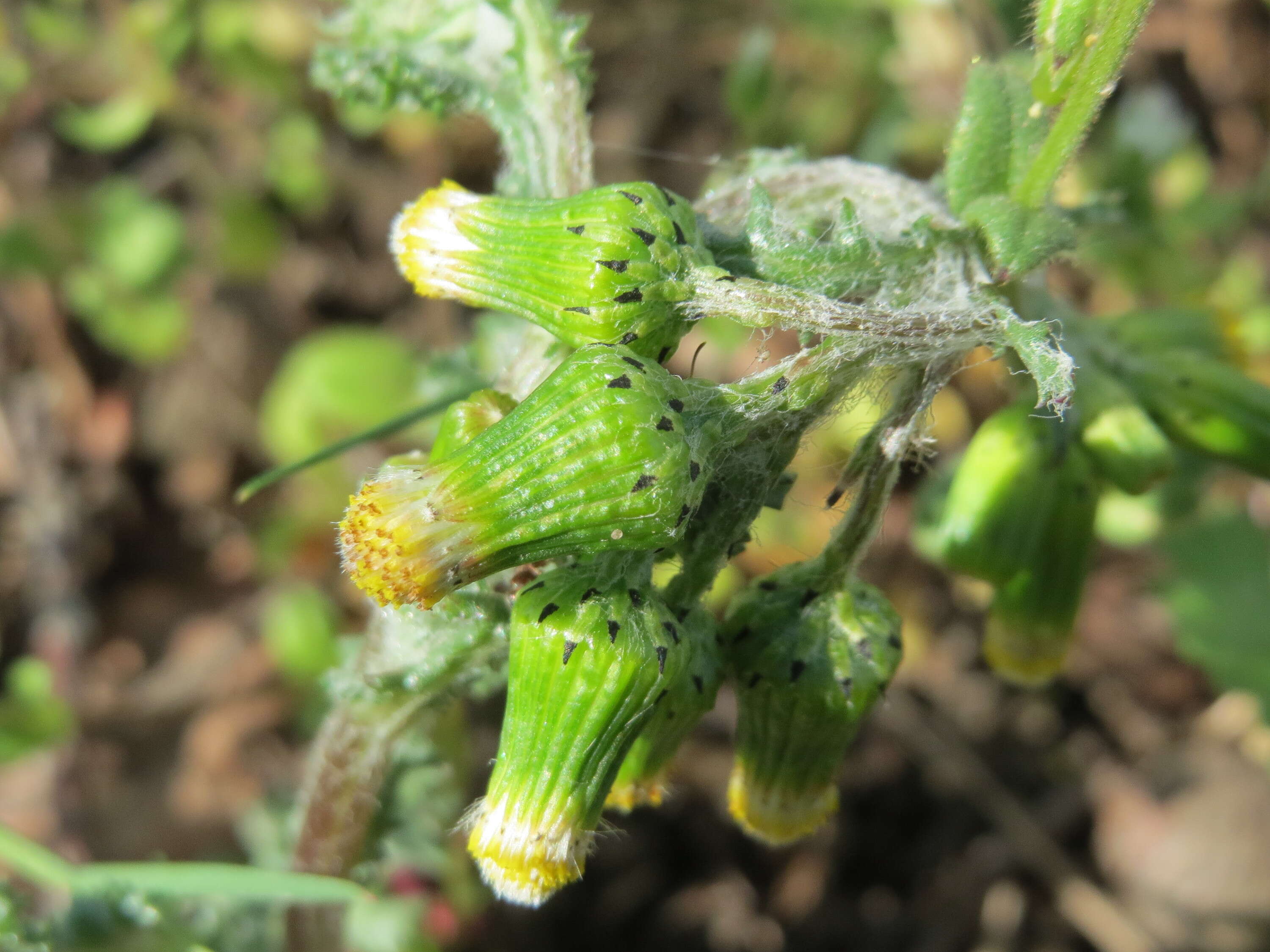 Image of groundsel