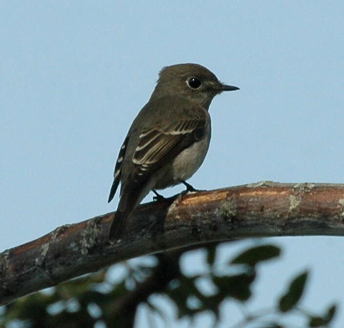 Image of Asian Brown Flycatcher