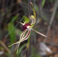 Caladenia verrucosa G. W. Carr resmi