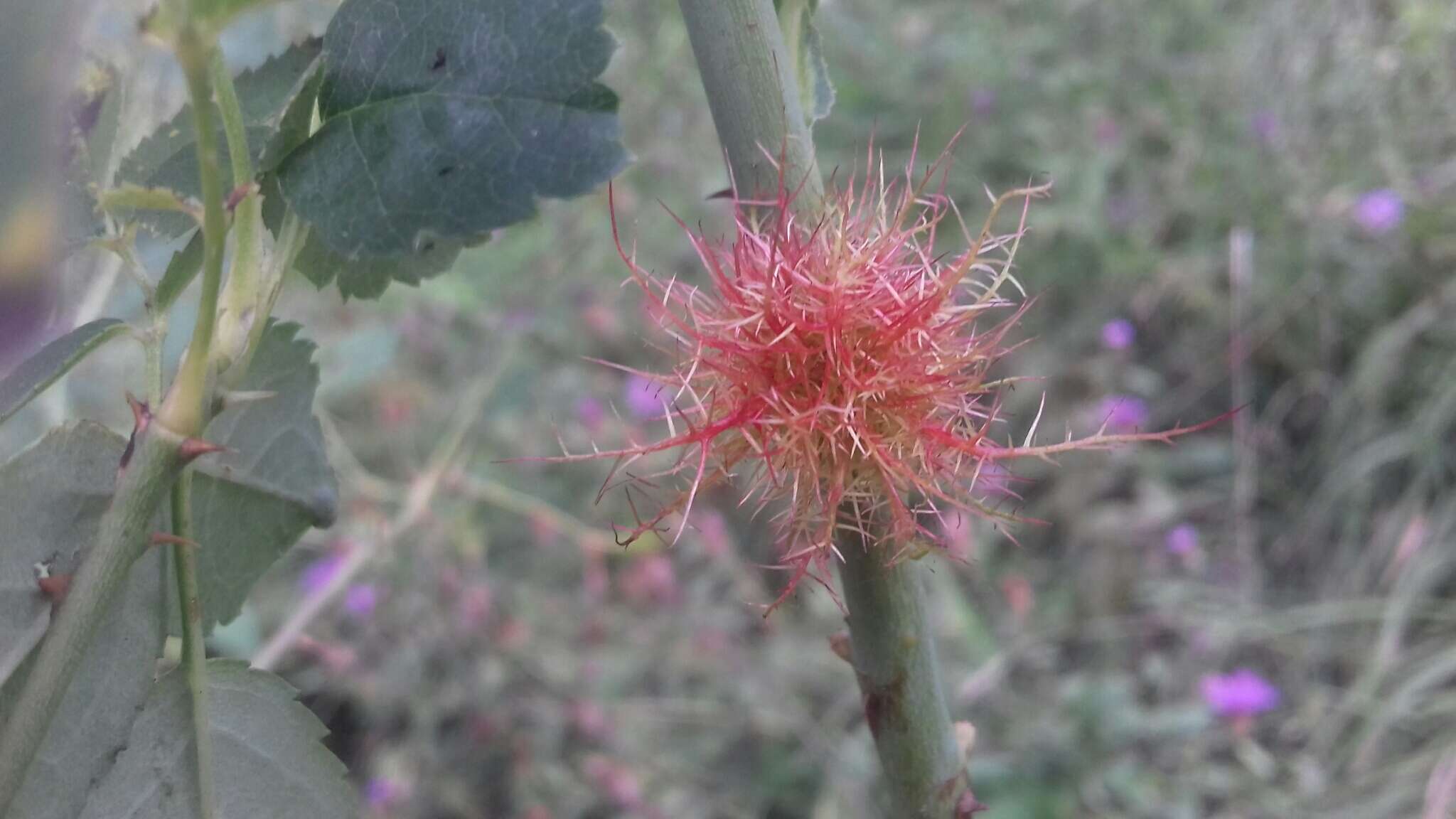 Image of Mossy Rose Gall Wasp