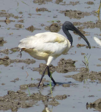 Image of Black-headed Ibis